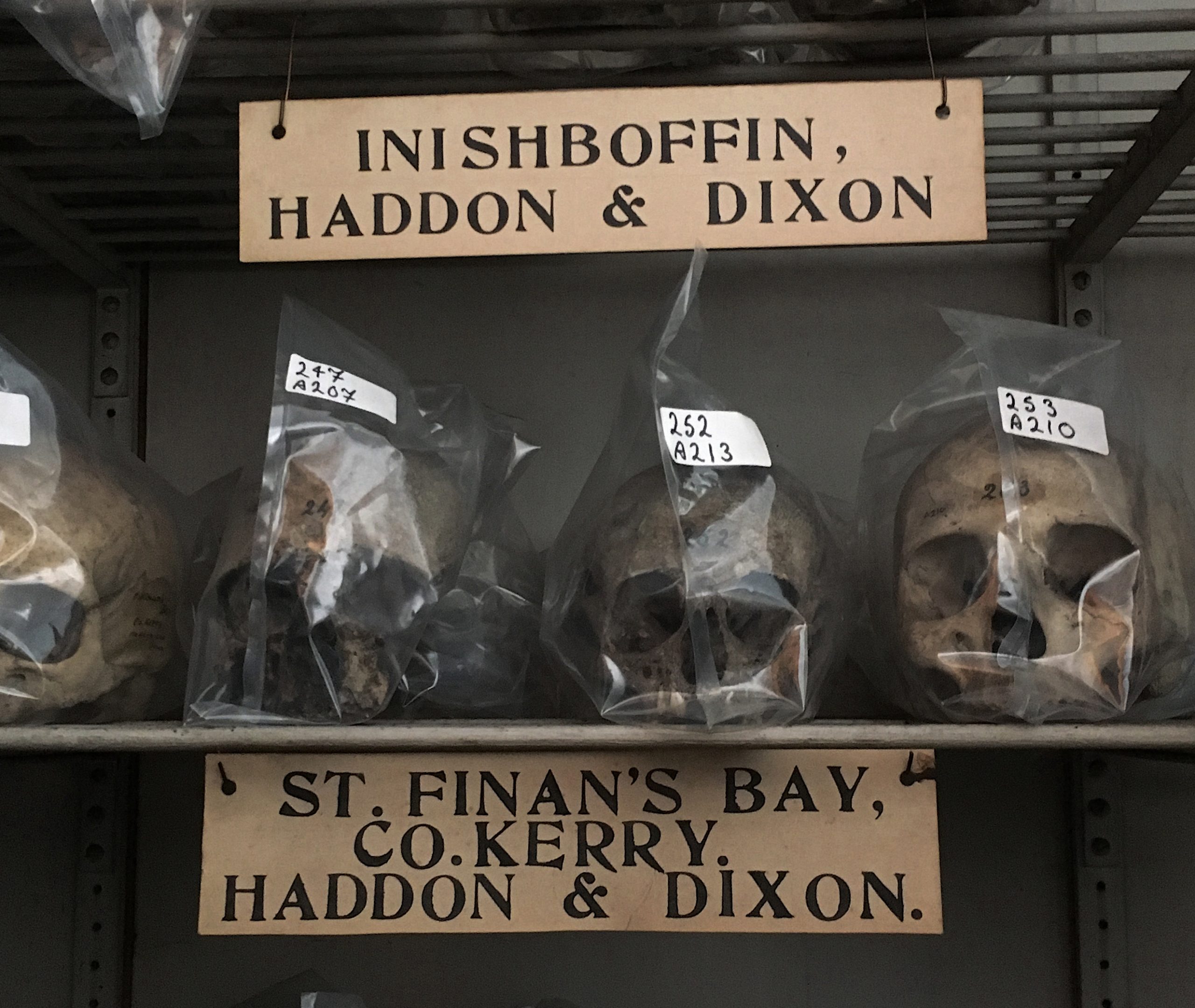 The Stolen Skulls of Inishbofin. Photo by Walsh (2016) of a collection of 24 stolen skulls in Trinity College Dublin / TCD. Haddon and Dixon stole thirteen crania (skulls without jaw bones) from monasteries in the west of Ireland in 1890, and gave the collection to Trinity College Dublin. The photo shows four of the skulls on two shelves in a display case in a display case, wrapped in plastic bags that carry a catalogue number. They are labelled ‘Inishbofin, Haddon & Dixon’ and St. Finian’s Bay. Kerry, Haddon & Dixon. Marie Coyne and Ciarán Walsh began campaigning for their return in 2012.
